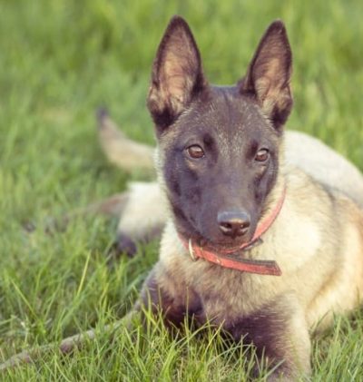 Pastor belga Malinois