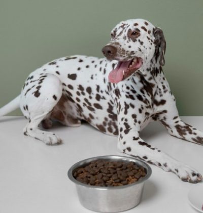 Alimentos para los perros y que están prohibidos