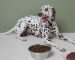 Alimentos para los perros y que están prohibidos