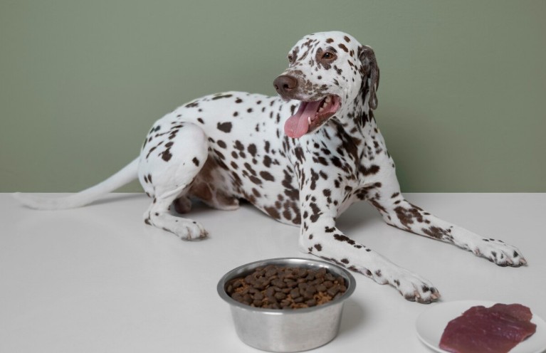 Alimentos para los perros y que están prohibidos