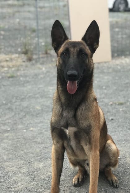 Cuánto pienso darle al Malinois según su edad, peso y nivel de actividad
