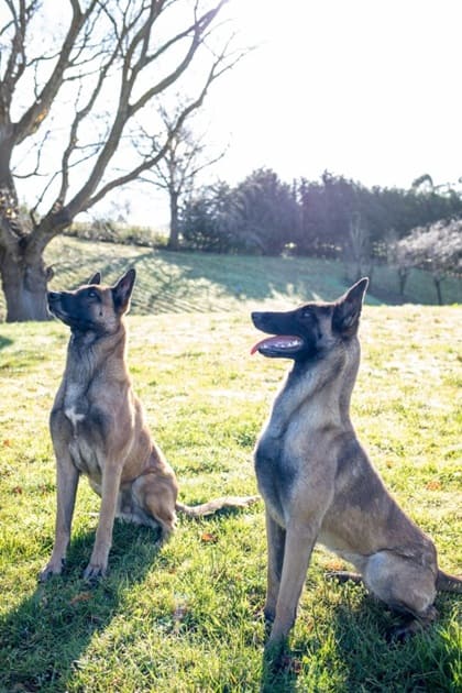 Etapas de vida del pastor belga malinois y diferencias nutricionales