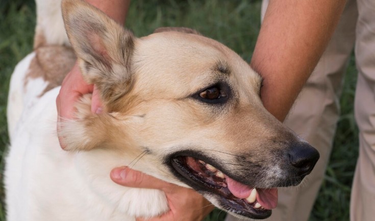 Perros con problemas hepáticos