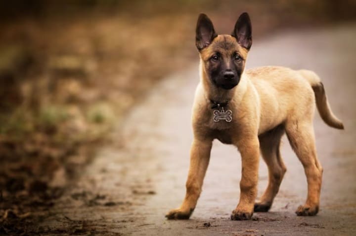 Tabla comparativa de necesidades nutricionales según etapa de vida