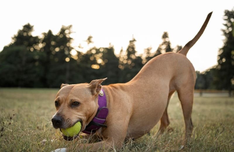 Alimentación para perros activos