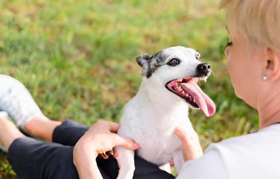Principales beneficios de la fibra para los perros