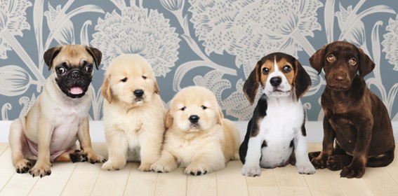 Frecuencia de las raciones para perros pequeños