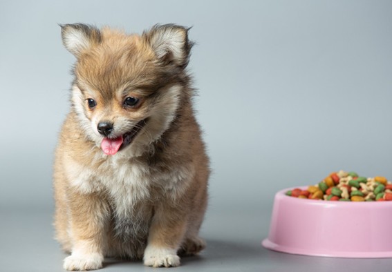 Perros pequeños mayores necesidades nutricionales