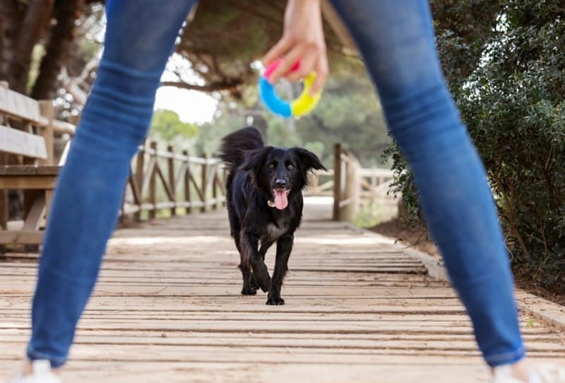 Qué es un perro activo