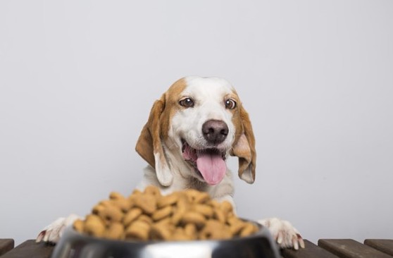 Razas de perros pequeños y su nutrición