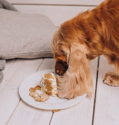 Comidas para los perros pequeños