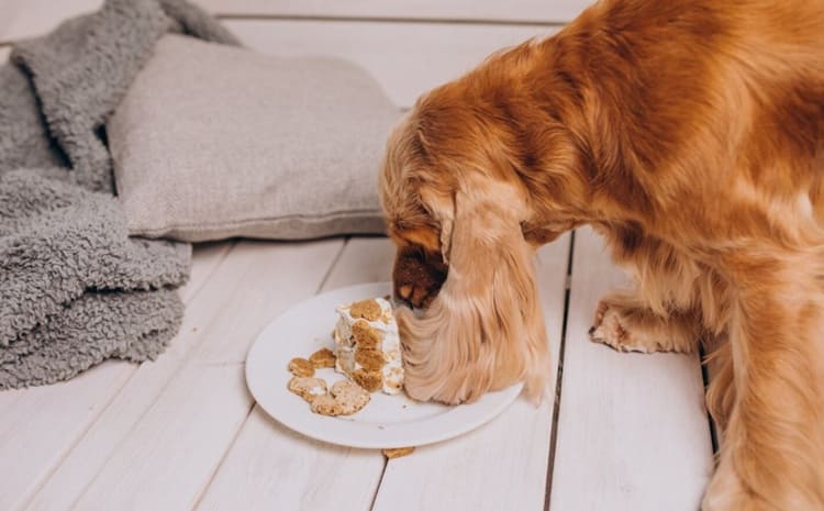 Comidas para los perros pequeños
