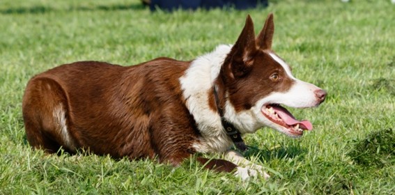 A qué velocidad corre un Border Collie