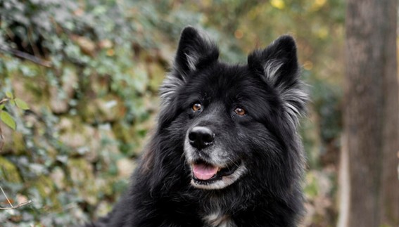 Border Collie nutrición