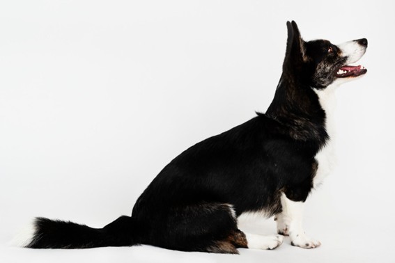 carbohidratos para un Border Collie