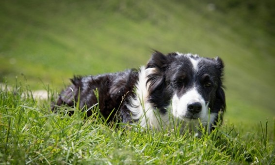 Micronutrientes y vitaminas para el Border Collie