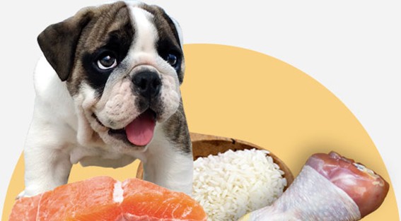 Qué es un pienso para los perros