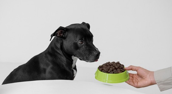 Ventajas de los piensos para perros ricos en proteínas