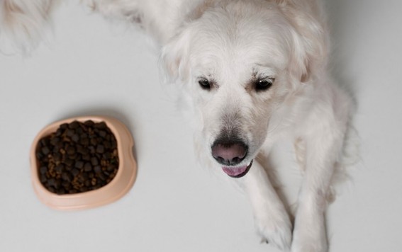 Cómo introducir un pienso de cordero para perros