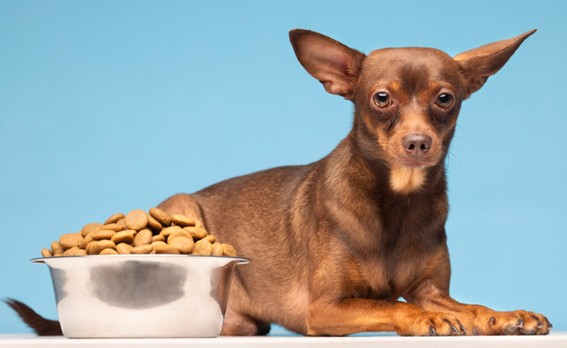 Conoce el pienso de cordero para los perros