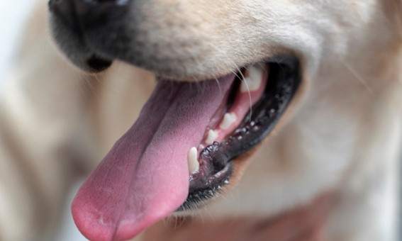 Cómo elegir un buen pienso para un perro sin dientes