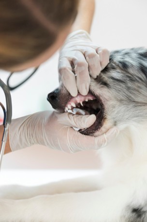 opciones-pienso-para-perros