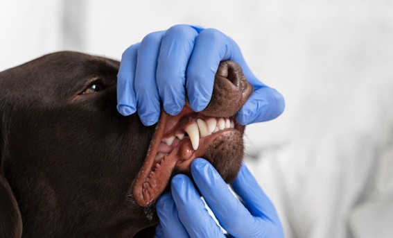 Por qué los perros mayores pierden dientes