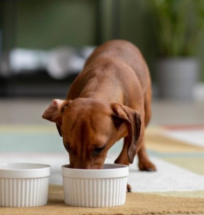 perro comiendo comida grai free