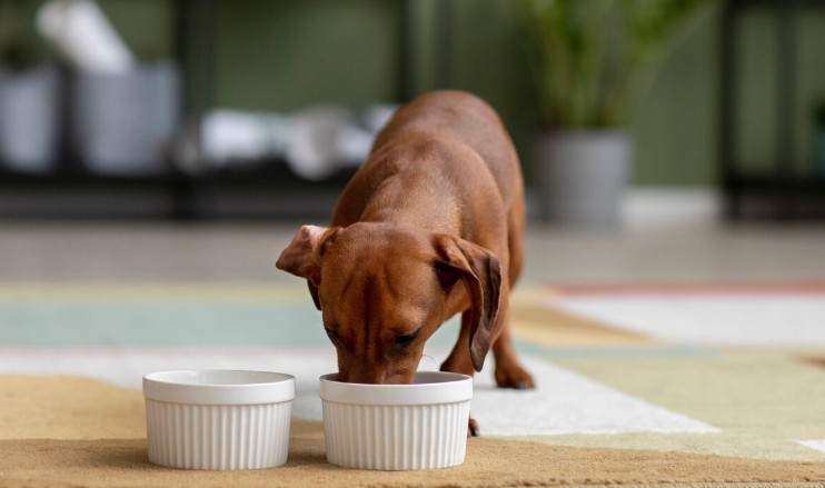 No todos los perros son aptos para dietas grain free