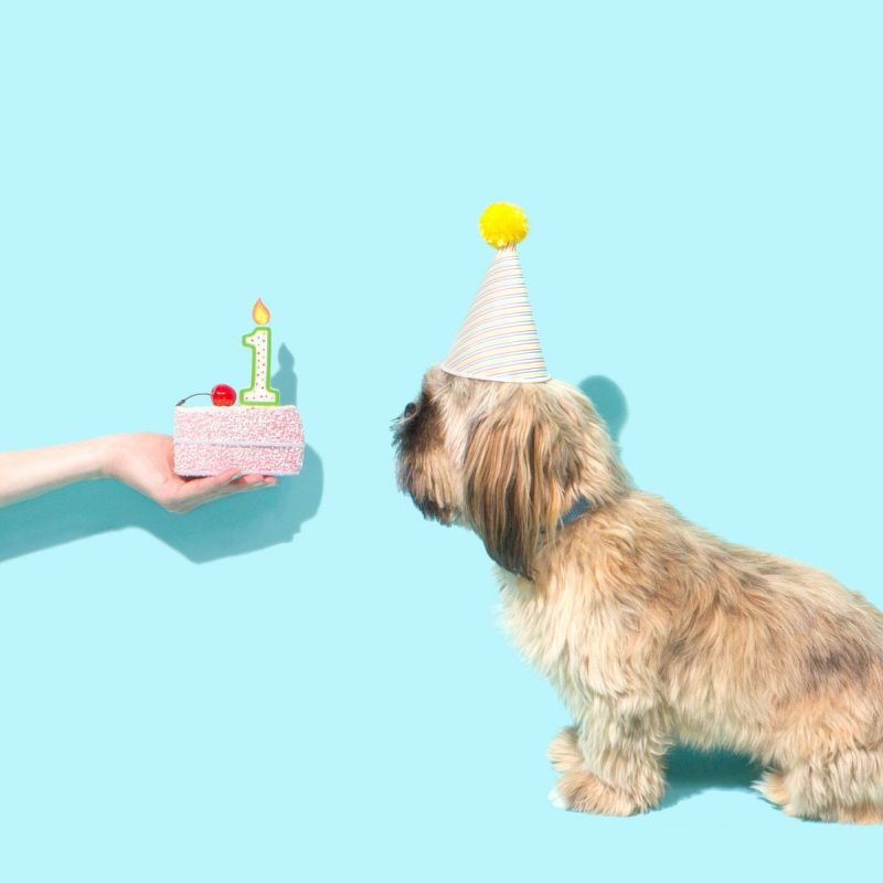 Perro soplando la vela de feliz cumpleaños