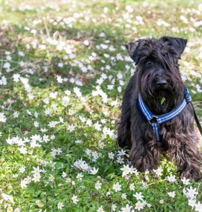 Perro caminando sobre el pasto