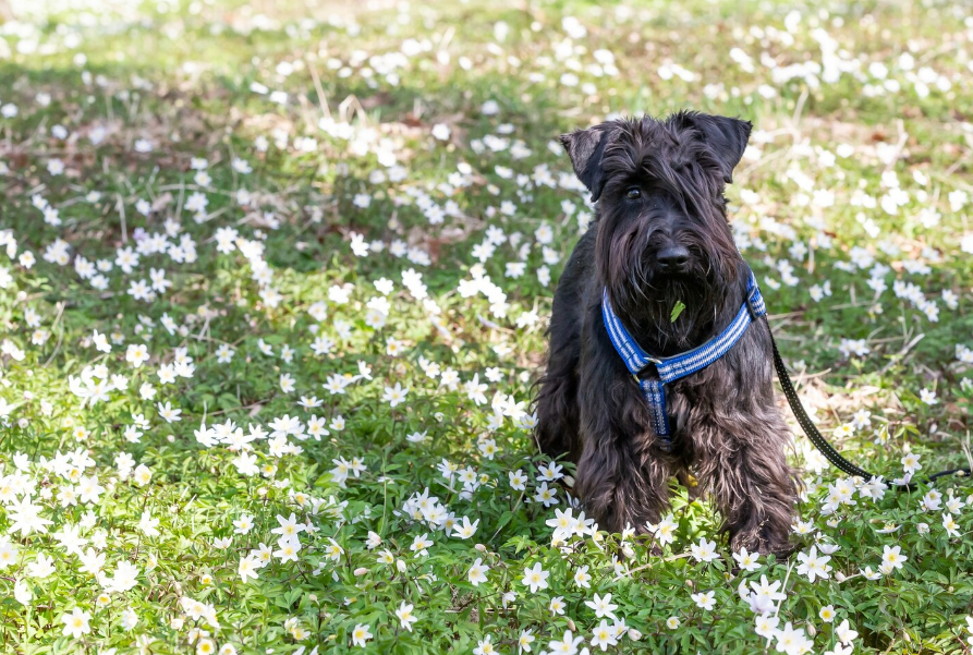 Perro caminando sobre el pasto