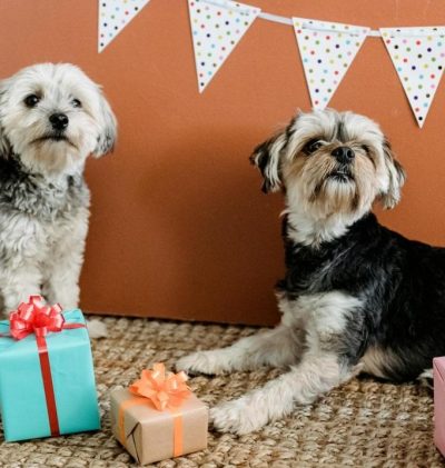Perros con regalos de feliz cumpleaños
