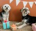 Perros con regalos de feliz cumpleaños
