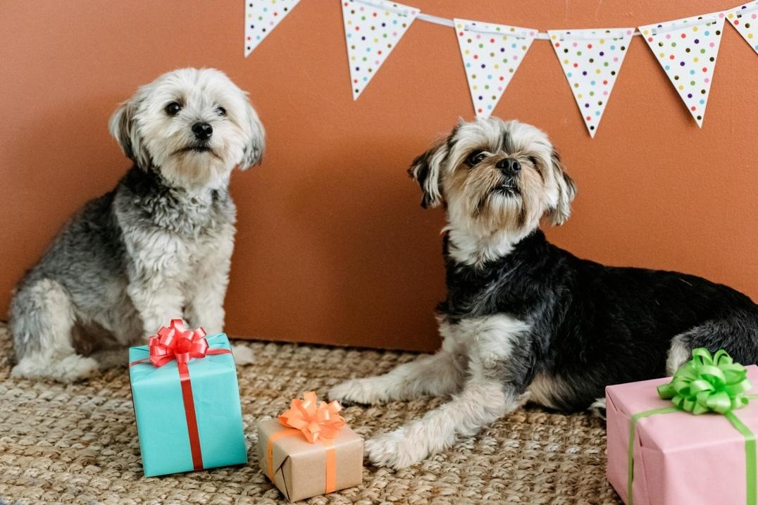 Perros con regalos de feliz cumpleaños