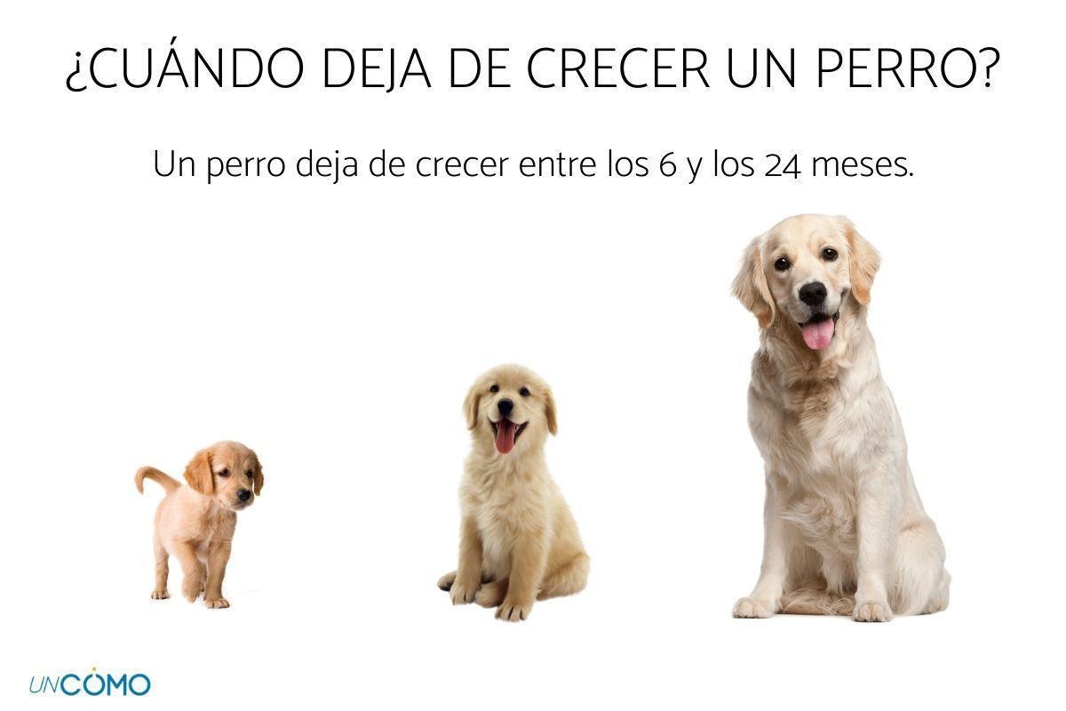 comparación crecimiento de perros