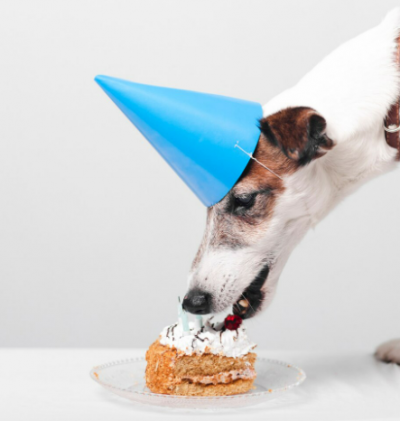 Perro comiendo tarta para perros​