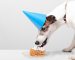 Perro comiendo tarta para perros​