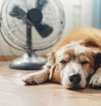 Perro con calor en verano.