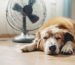 Perro con calor en verano.