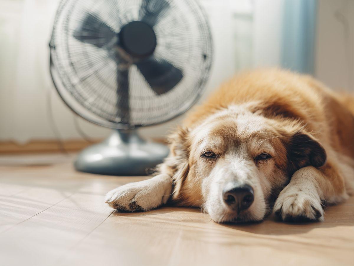 Perro con calor en verano.