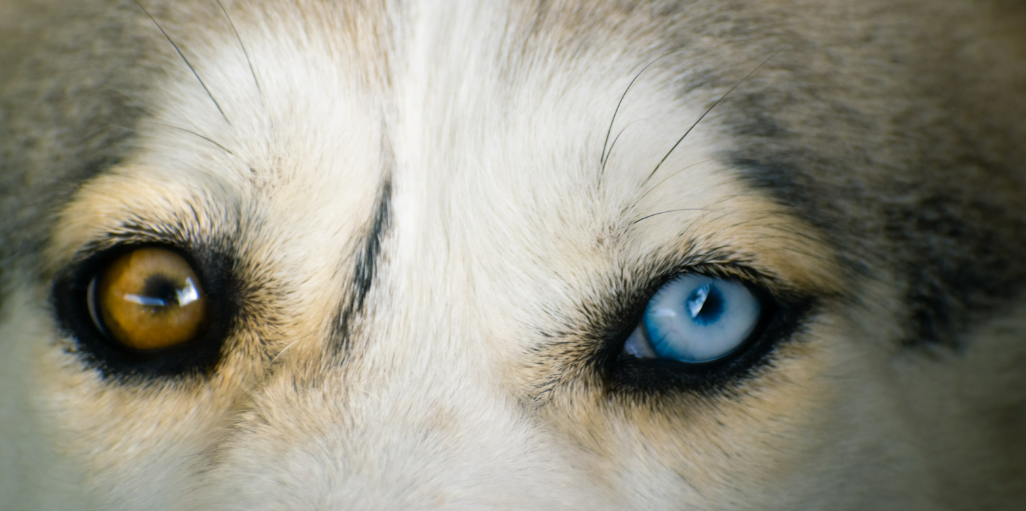 Ojos de perros lobos