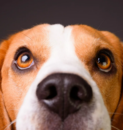 como ven los perros​