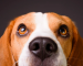 como ven los perros​