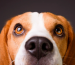 como ven los perros​