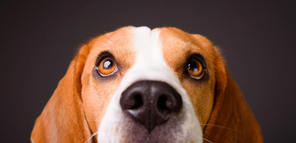 como ven los perros​