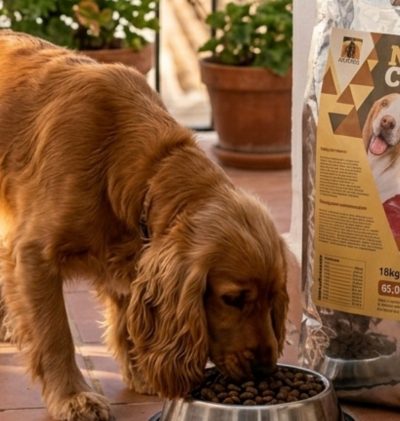 Perro comiendo pienso de Akindi de cordero