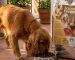 Perro comiendo pienso de Akindi de cordero
