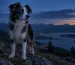 Cómo ven los perros en la oscuridad