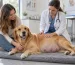 Perra embarazada durante la gestación canina